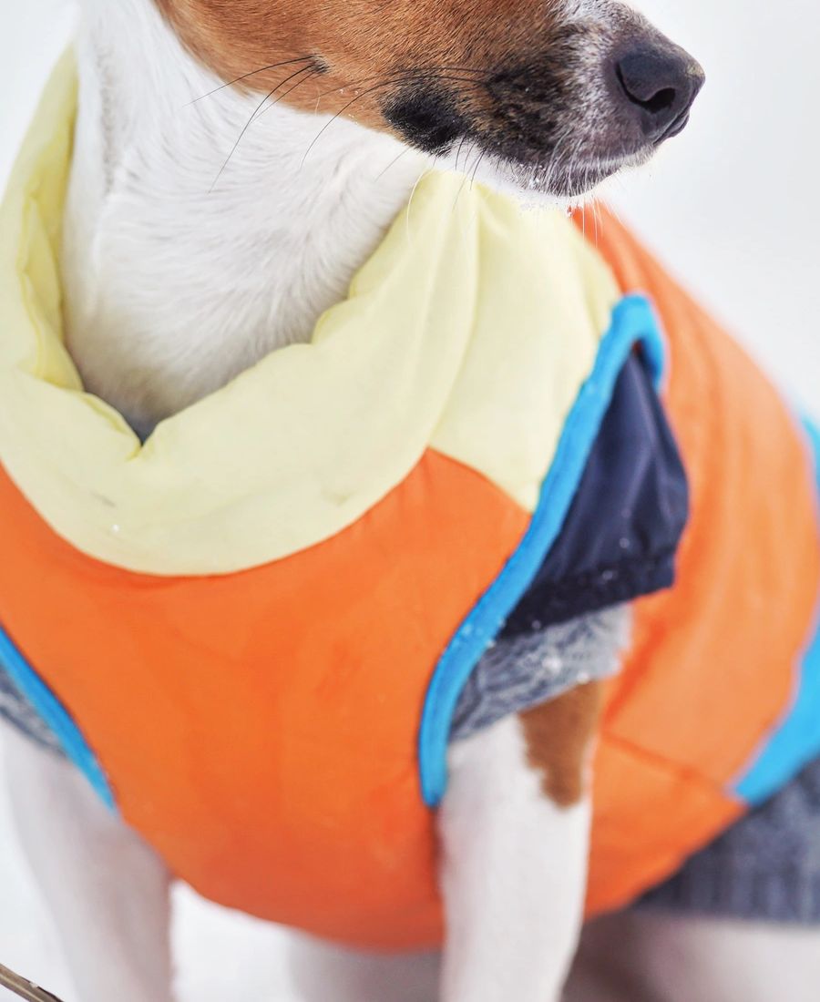 Reading a Dog Apparel Size Chart Without Getting Confused