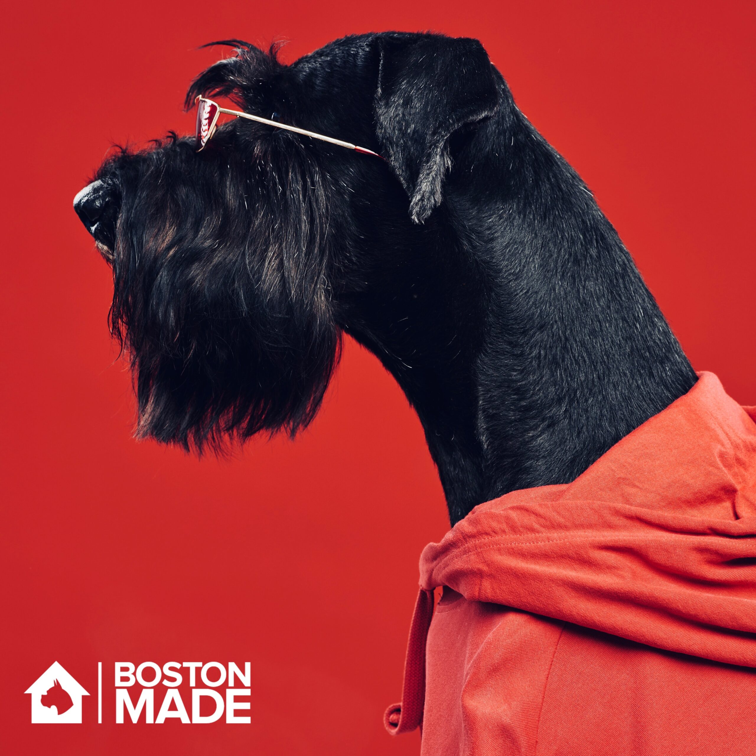 Understanding Your Dog's Coat Type and Cold-Weather Needs
