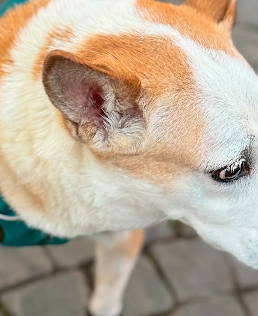 How to Find a Good Independent Pet Store in Your Area