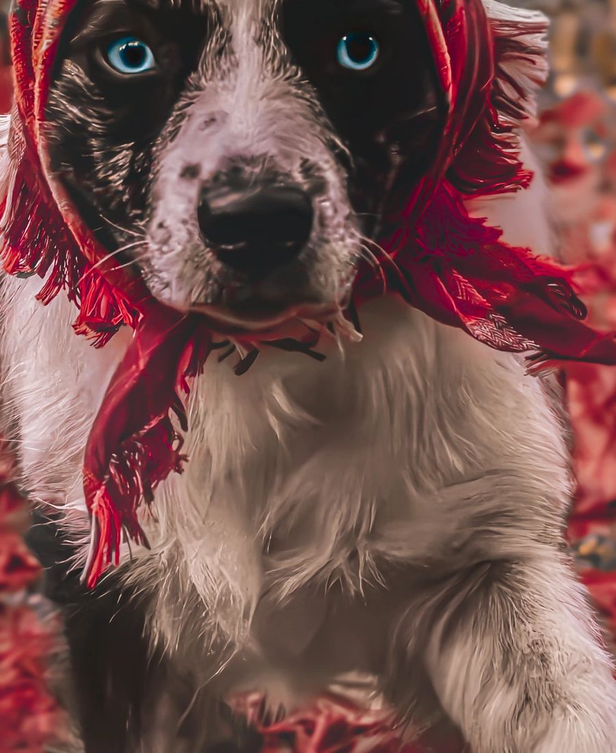Planning a Dog-Friendly Road Trip: What to Pack and What to Expect