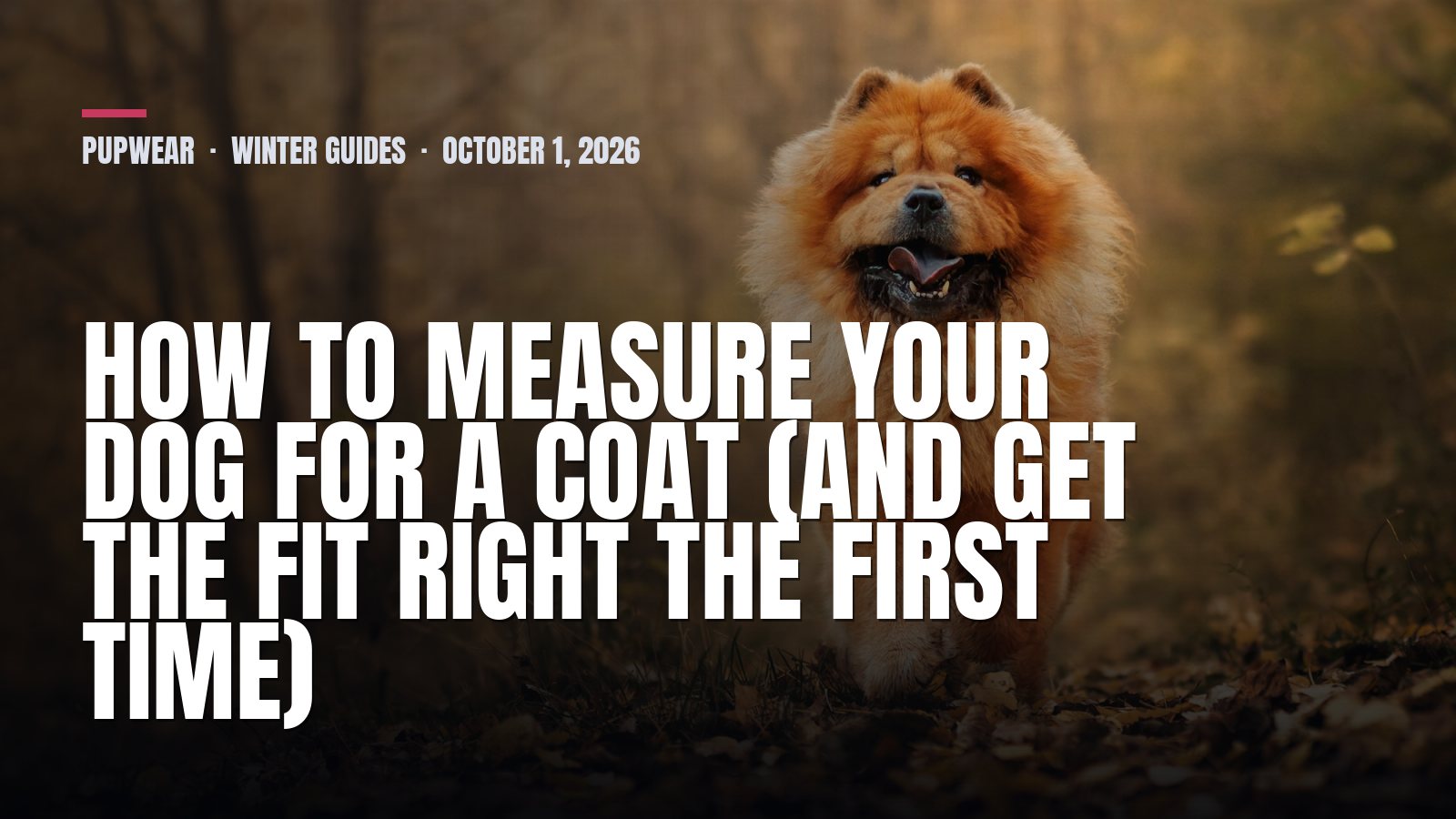 How to Measure Your Dog for a Coat (and Get the Fit Right the First Time)