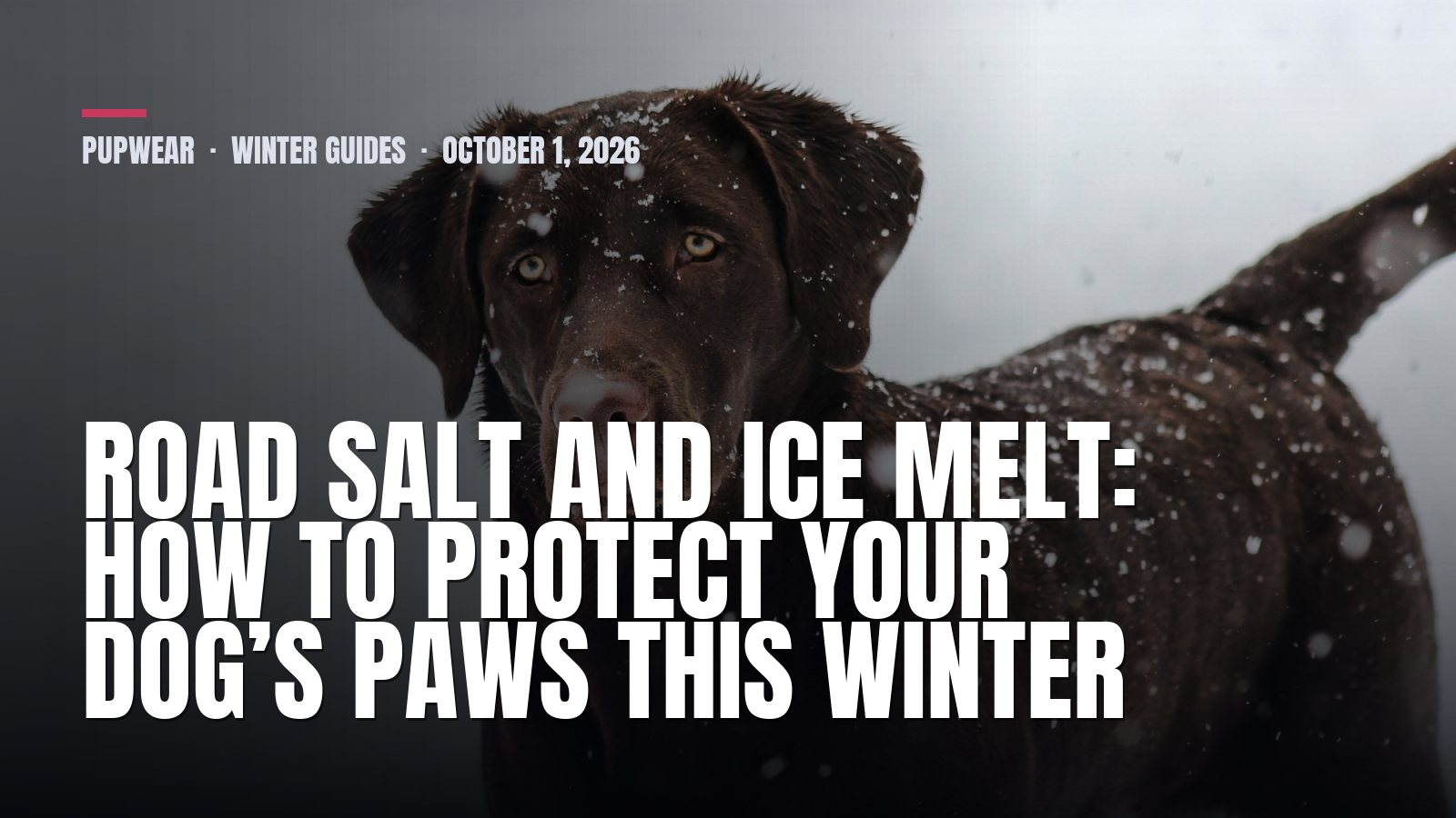 Road Salt and Ice Melt: How to Protect Your Dog’s Paws This Winter