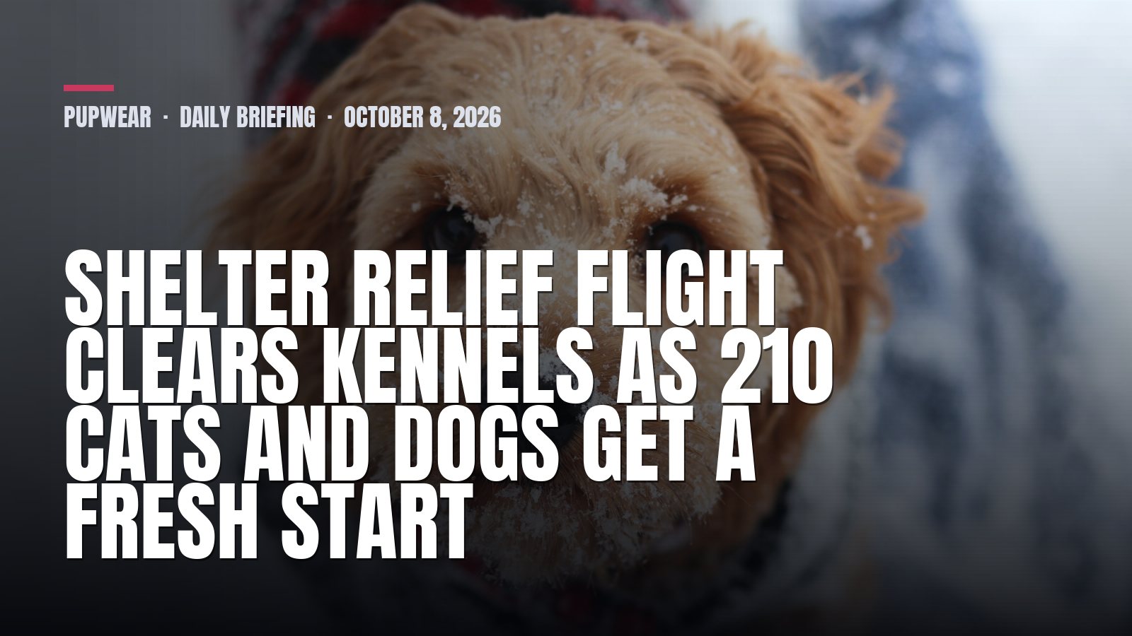 Pupwear daily briefing: Shelter relief flight clears kennels as 210 cats and dogs get a fresh start