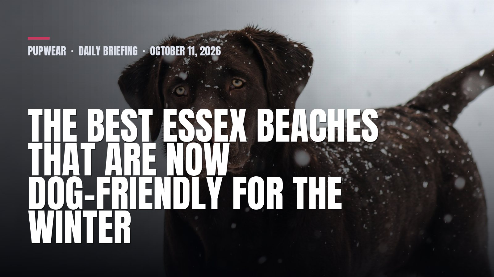 Sunday Dog Briefing: The best Essex beaches that are now dog-friendly for the winter