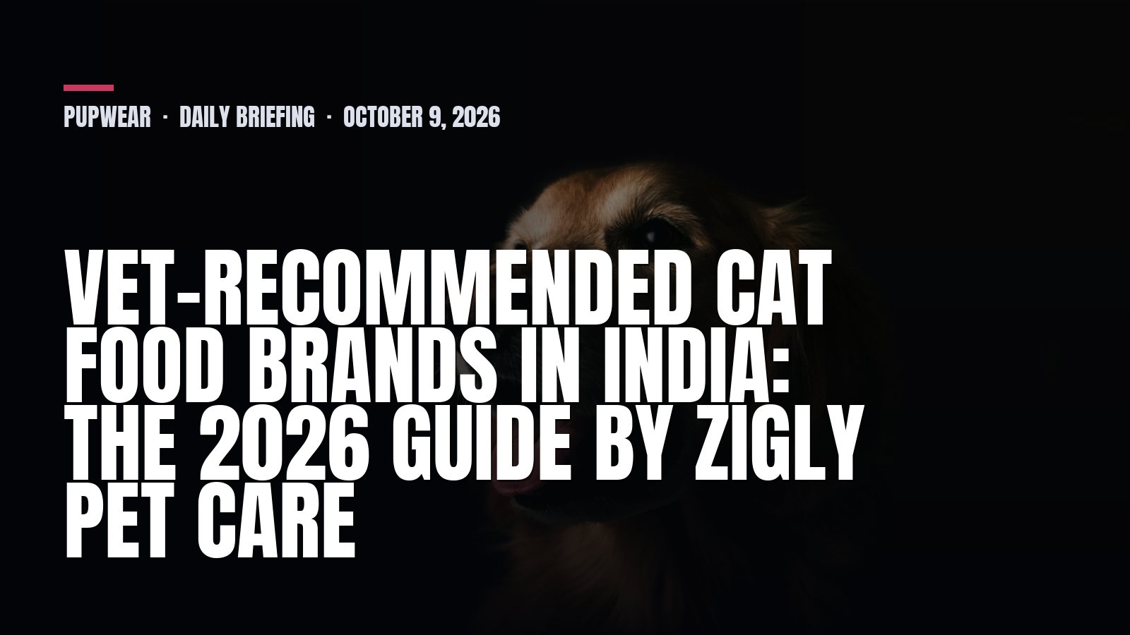 Pupwear daily briefing: Vet-Recommended Cat Food Brands in India: The 2026 Guide by Zigly Pet Care