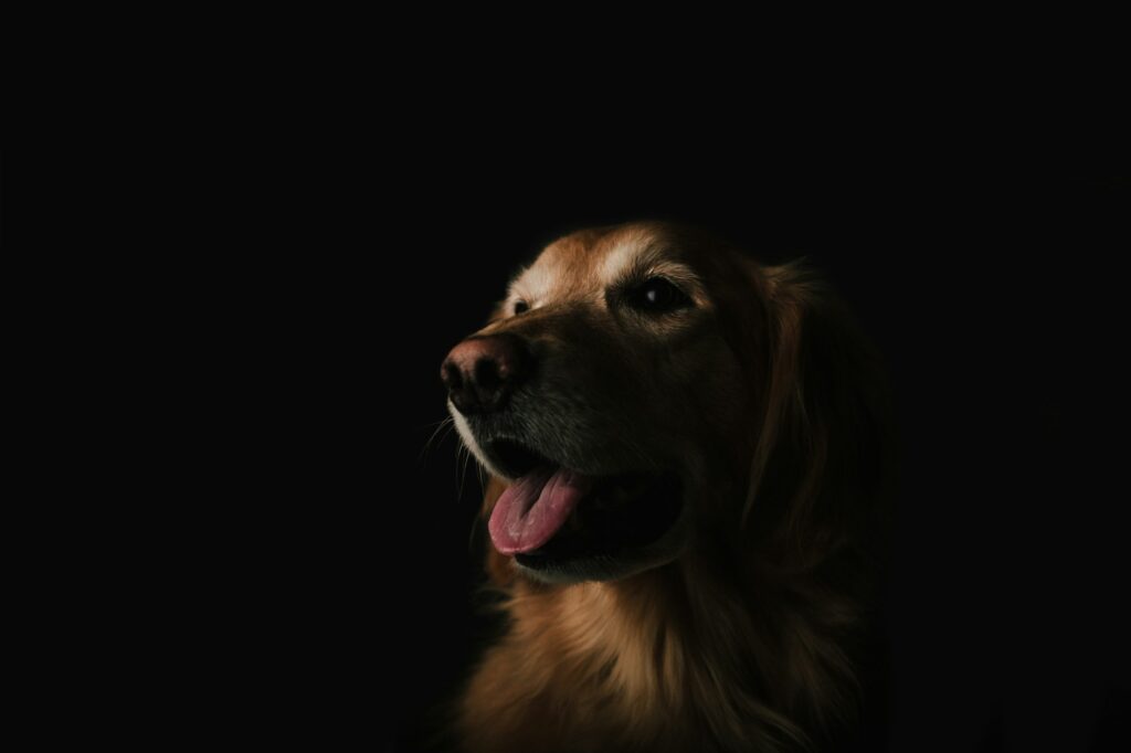 Made for local dog people