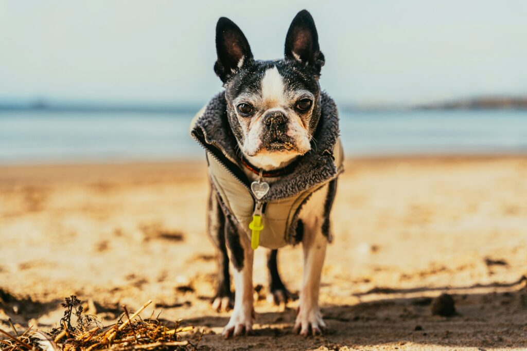 Dressed for the walk
